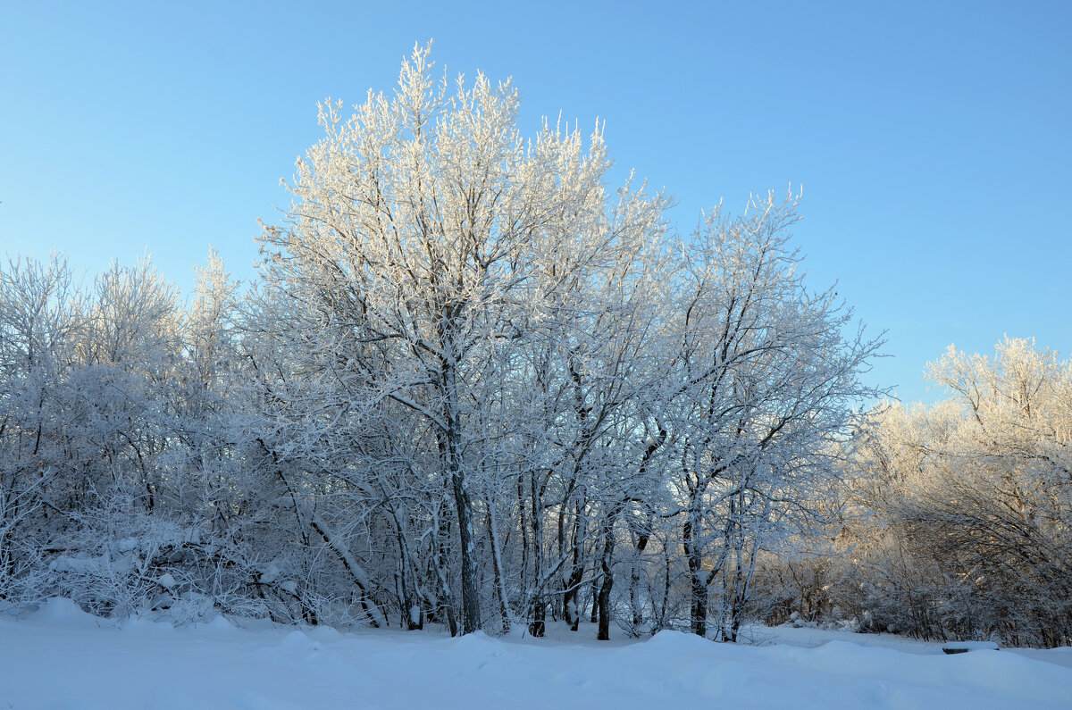 лесная сказка - Сергей М 