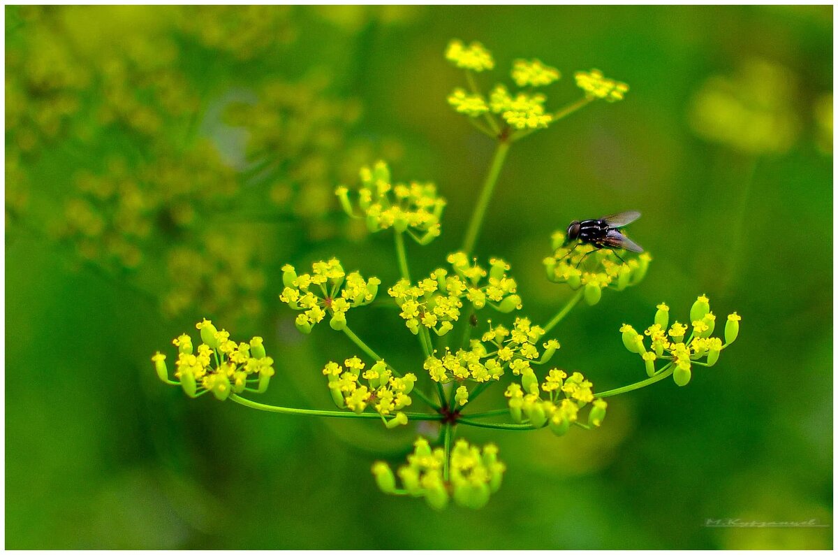 Летняя природа. - Михаил. 