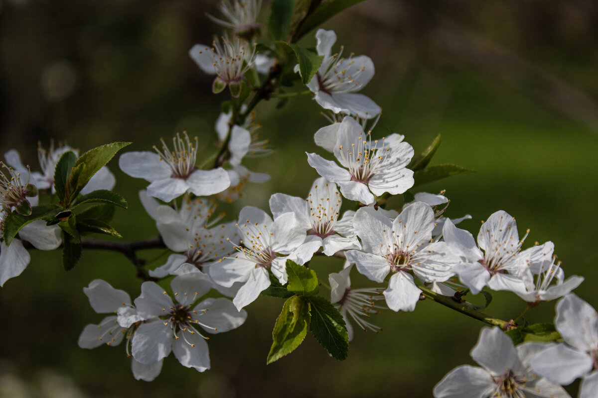 *** - Александр. AVG100 ---