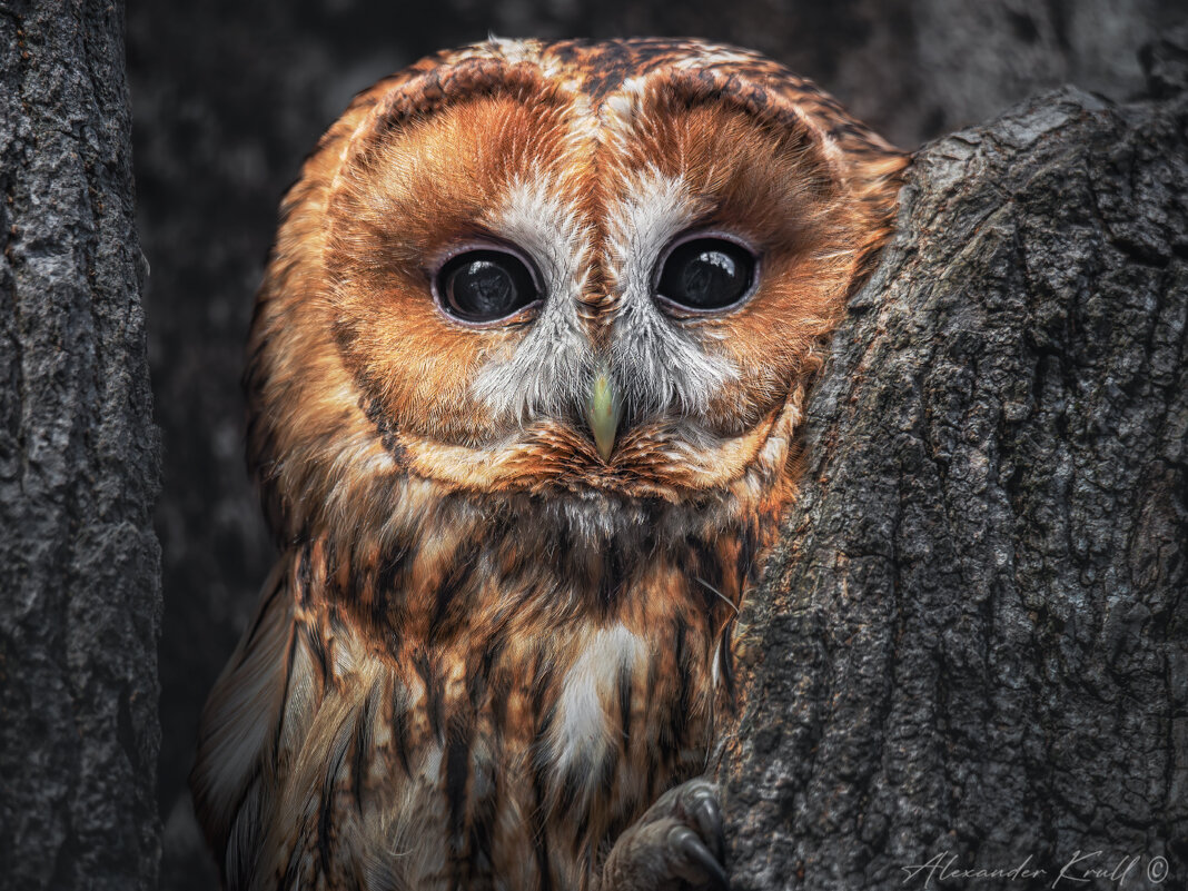 Рыжий портрет - Александр К.