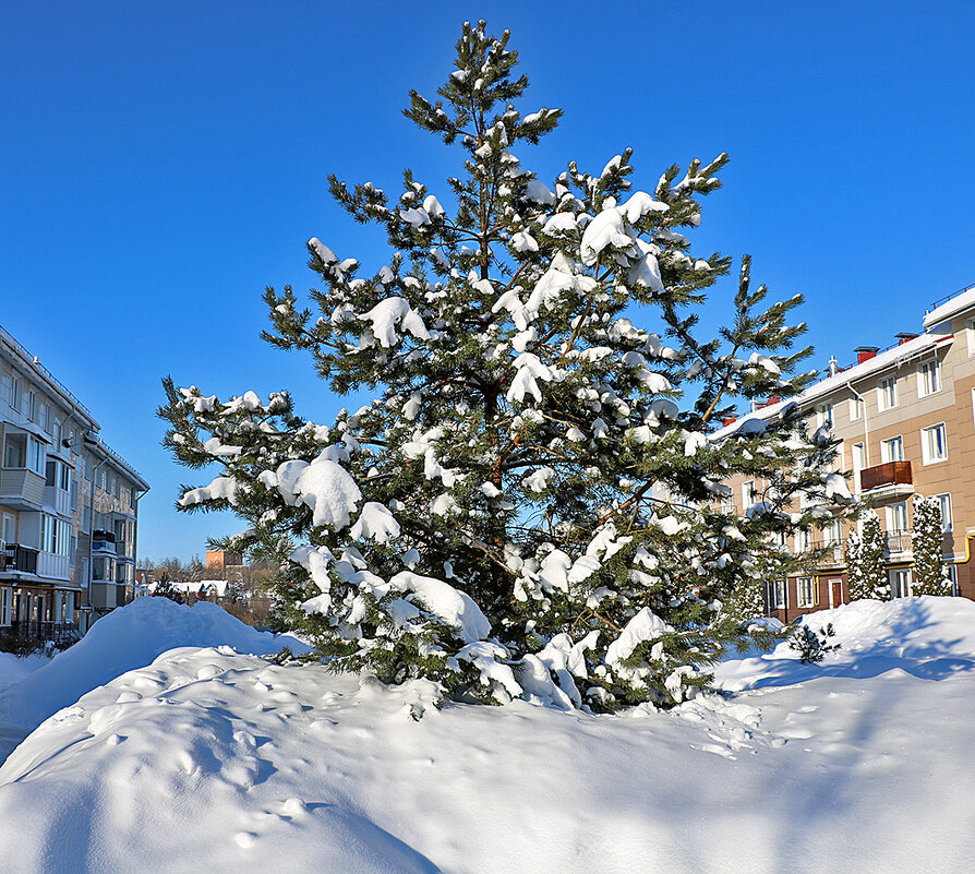 Снежный февраль - Светлана 