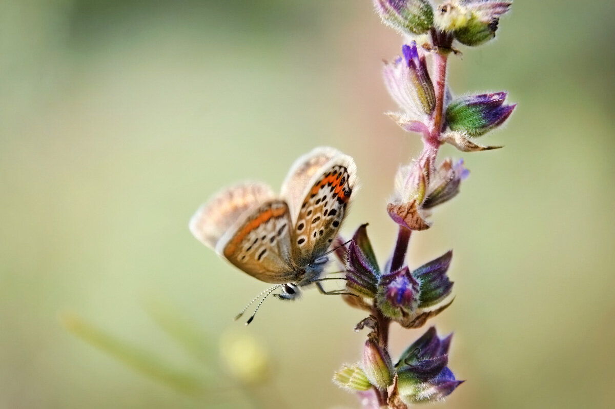 Голубянка - Надежда Куркина 
