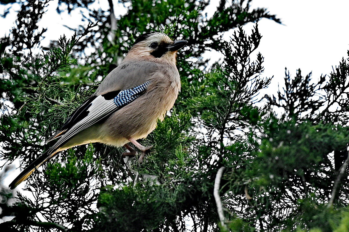 Высоко сижу... - Николай Саржанов