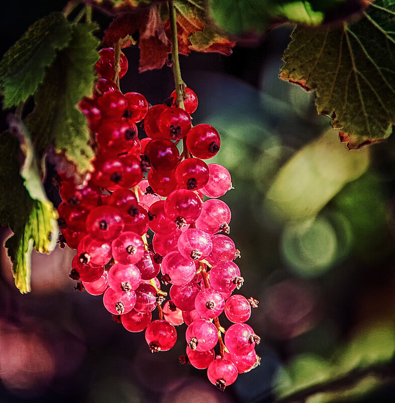 ***** - Андроник Александр 