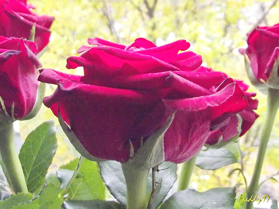 Роза - Freddy 97