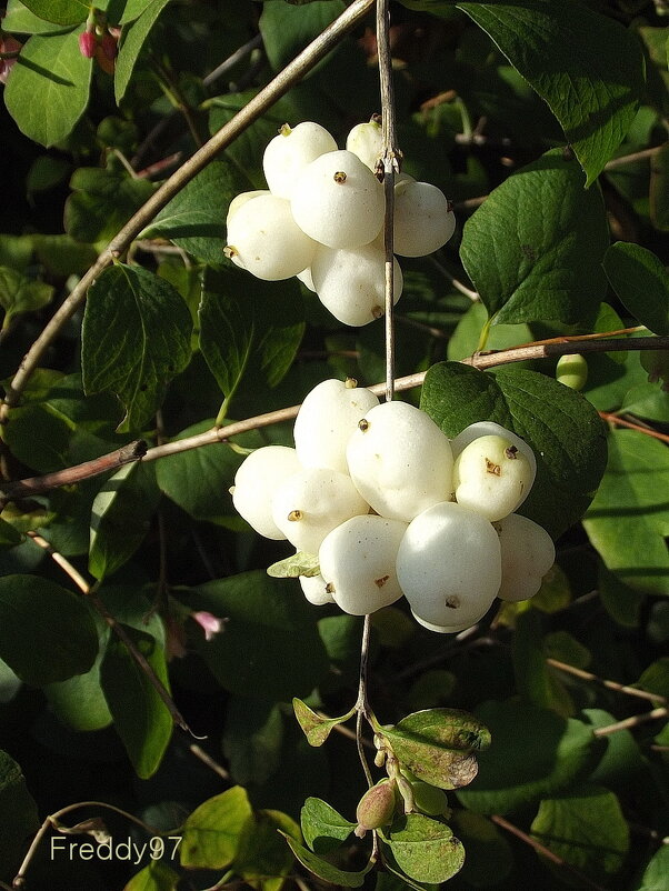 Снежноягодник - Freddy 97