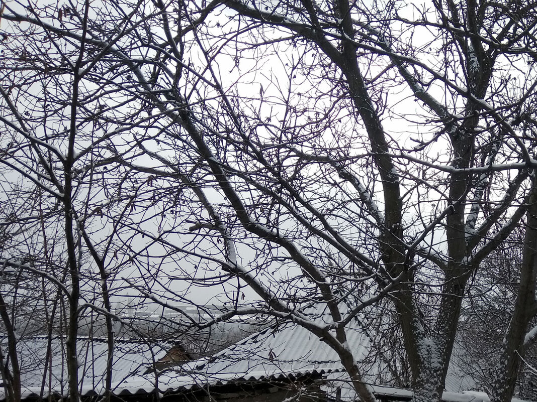 Деревья - Наталья (ShadeNataly) Мельник