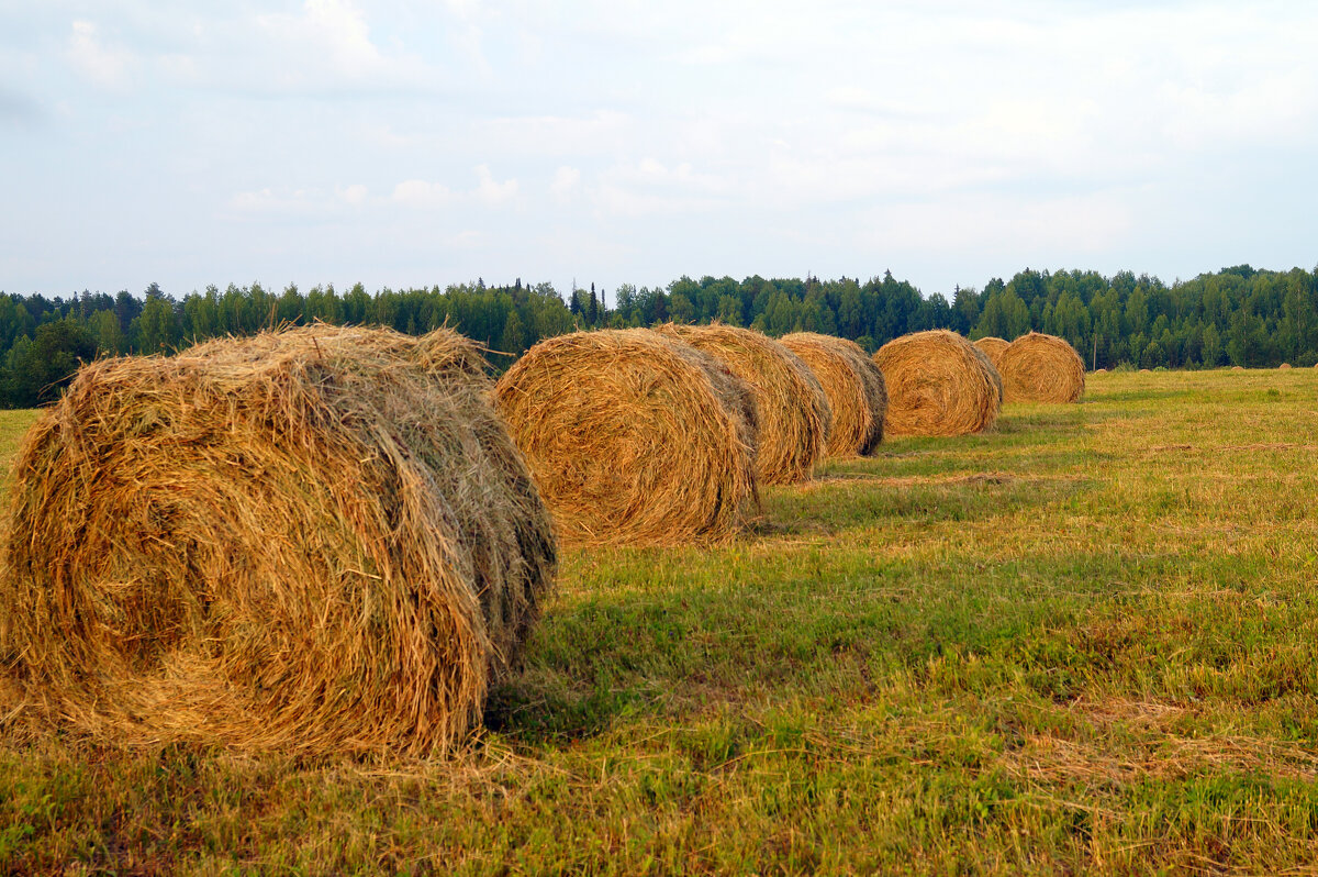 Урожай сена - Сергей Ц