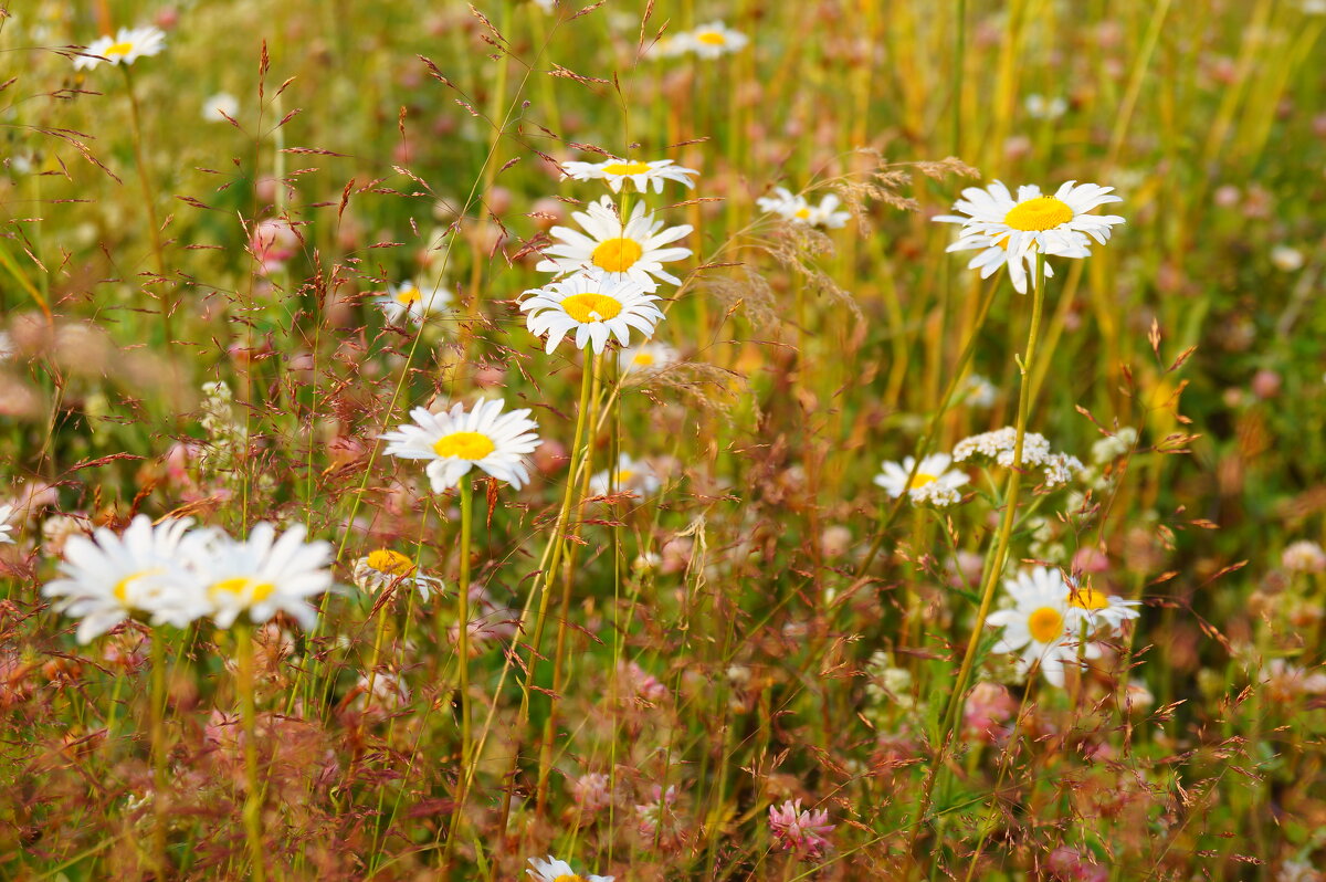 Ромашки - Сергей Ц
