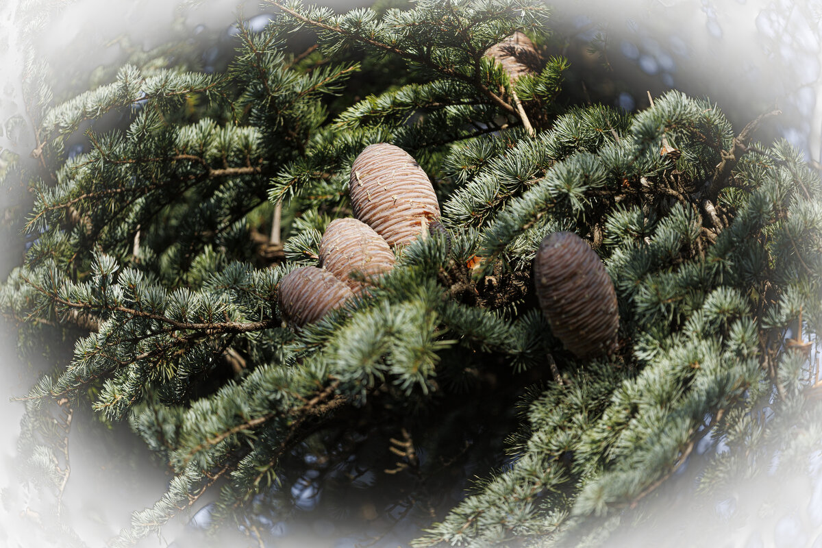 Кедр ливанский - Светлана Тихонина