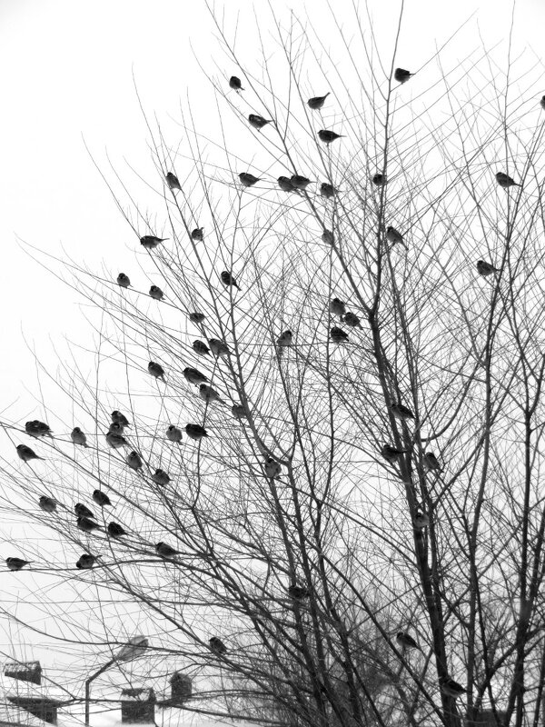 Всероссийская перепись воробьёв шагает по стране... - Егор Бабанов