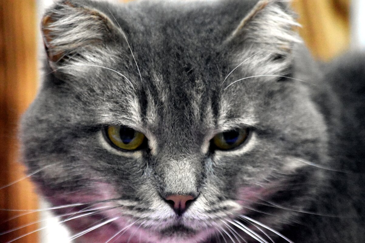 Котик - Дарья Шуклина