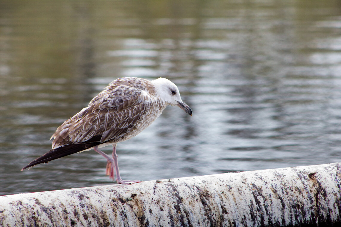 Нагадили... Шагу ступить некуда. - Сергей Рожков
