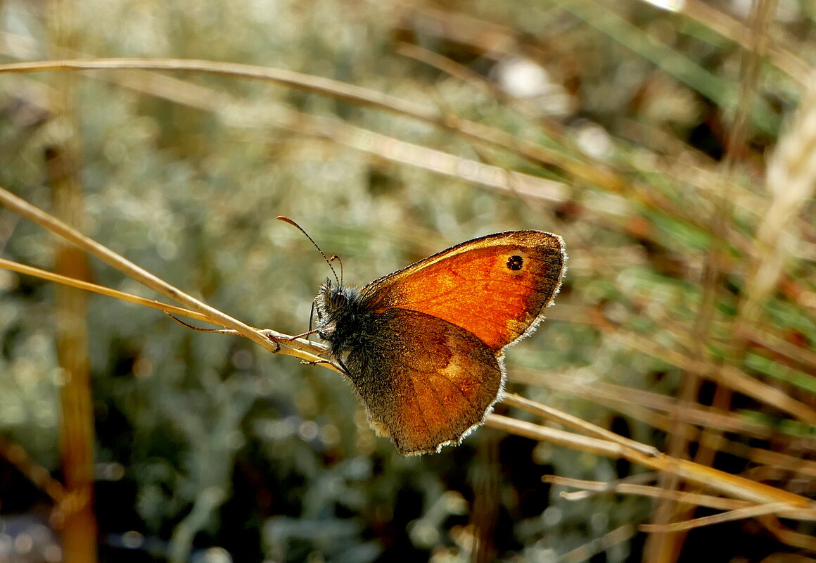 опять про бабочек...420 - Александр Прокудин