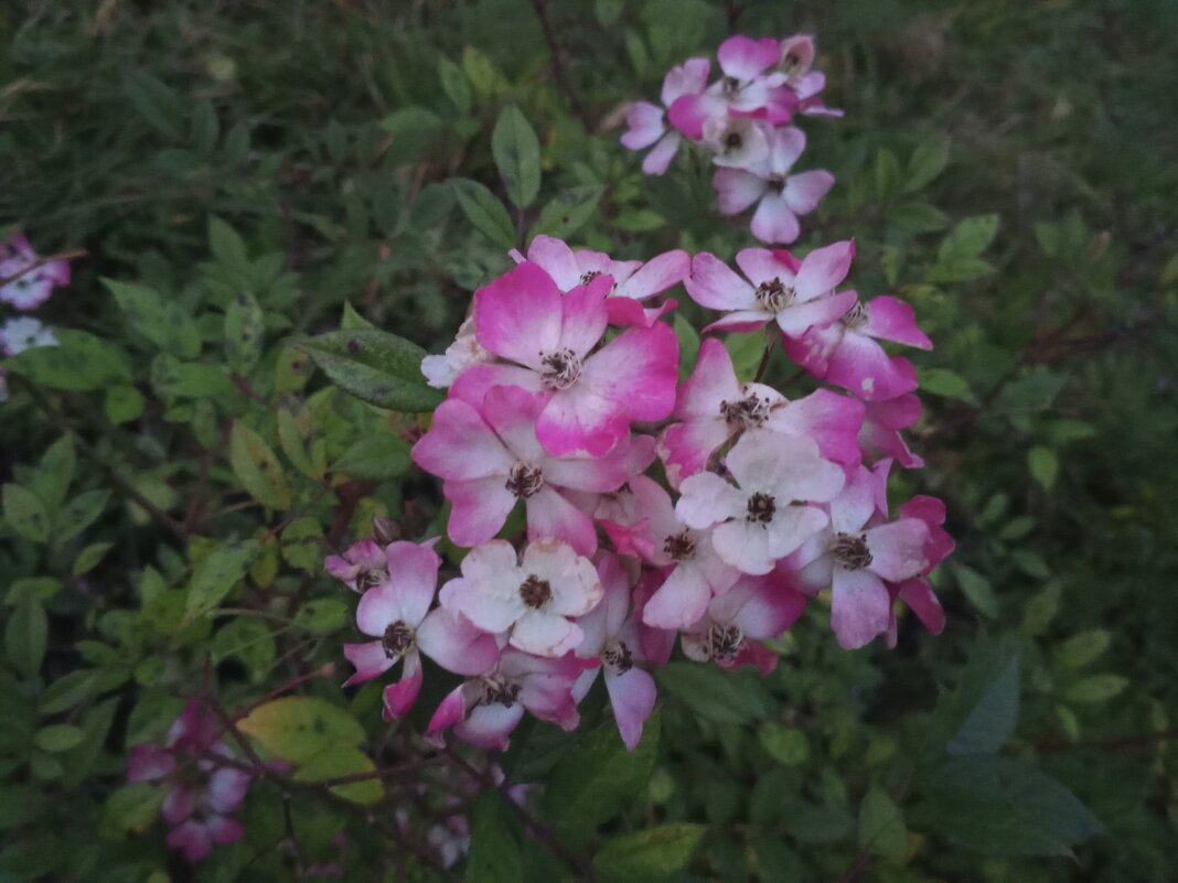 Роза - Сапсан 