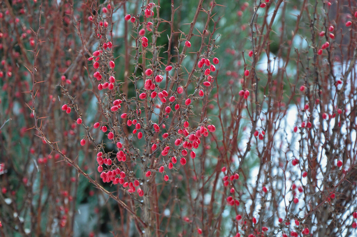 Барбарис - Татьяна Машошина