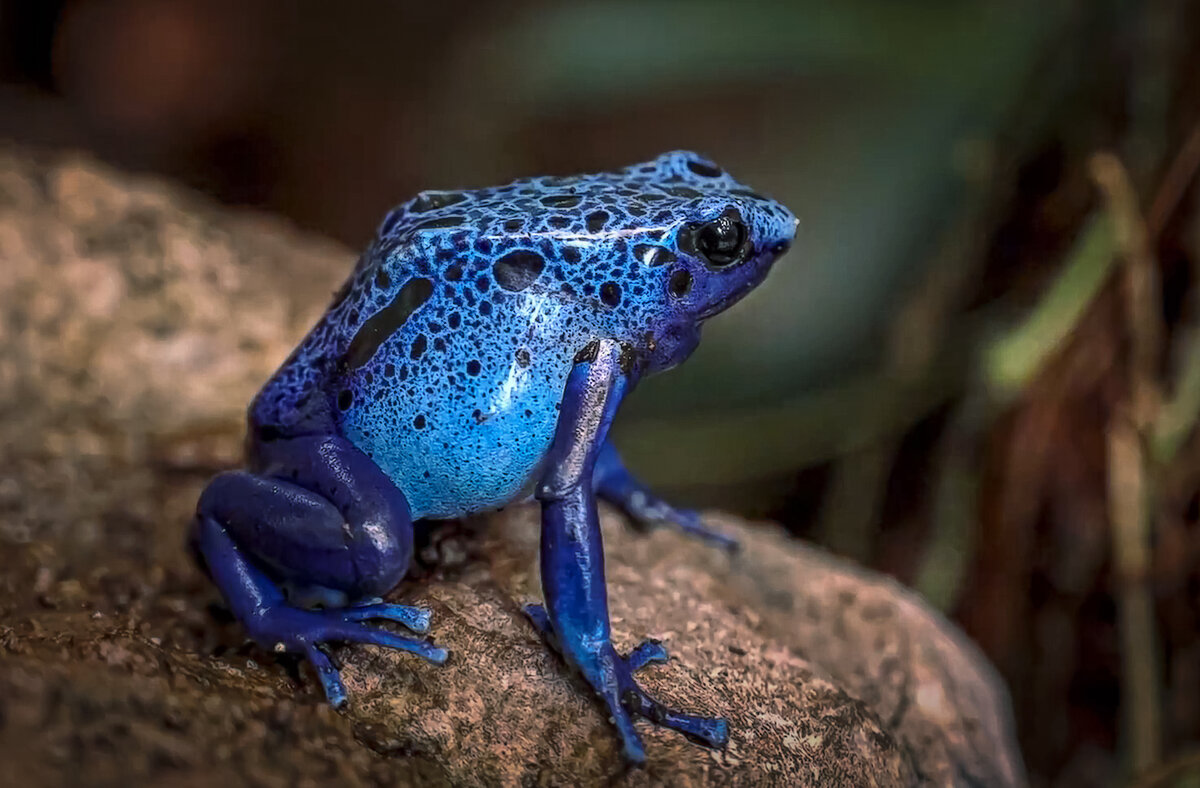 Голубой древолаз - Aleksey Afonin