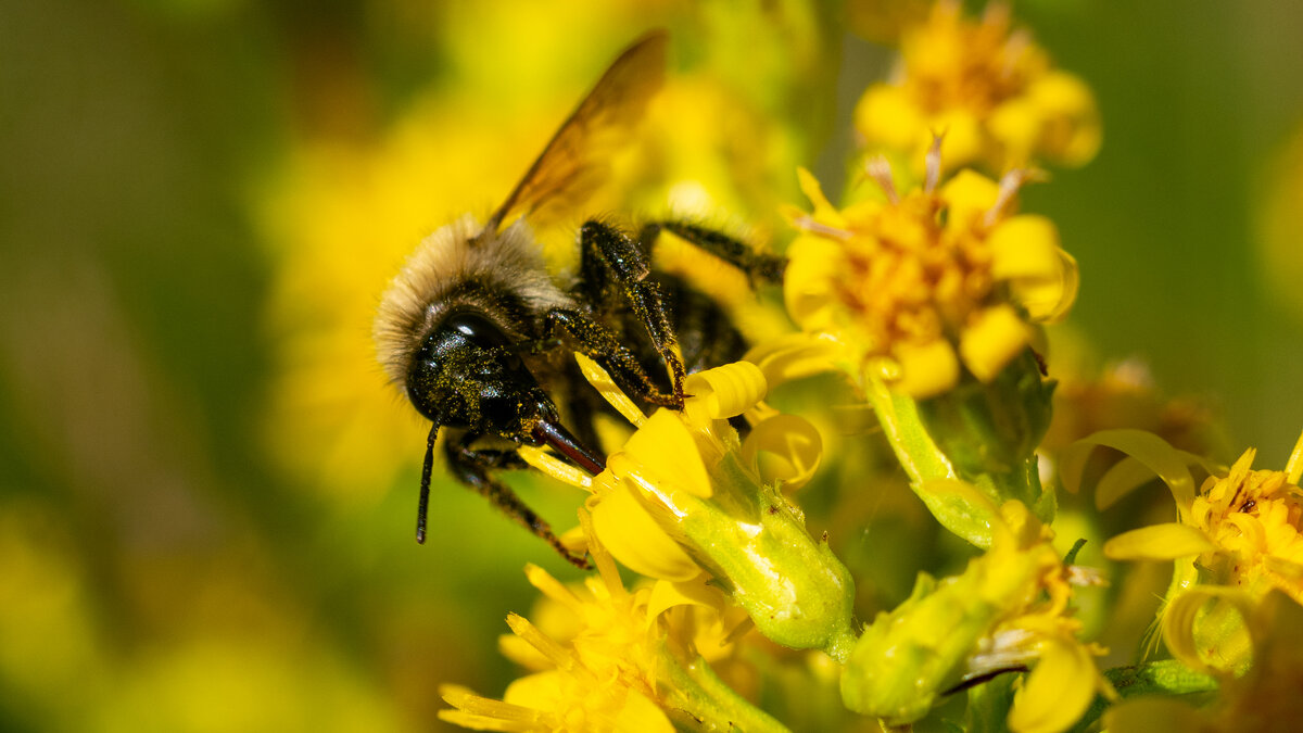 Летнее макро. Пчела - Владимир Лазарев