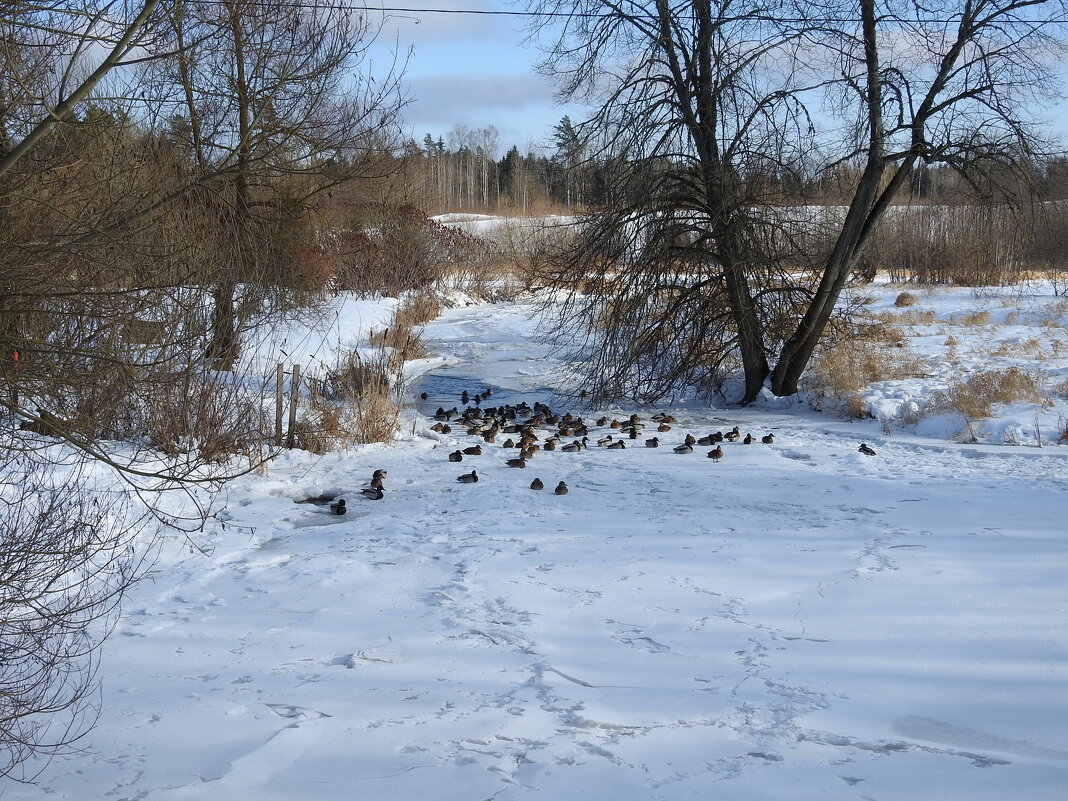 зимние пейзажи - ИННА ПОРОХОВА