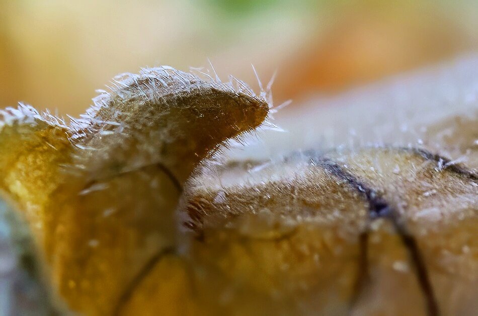 *** - Виктор Иванович Чернюк