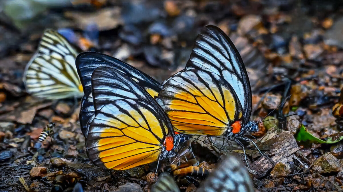 Тропические бабочки из семейства белянок - Aleksey Afonin
