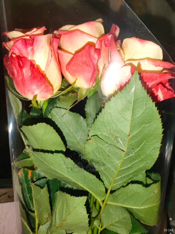 Букет роз - Наталья (ShadeNataly) Мельник