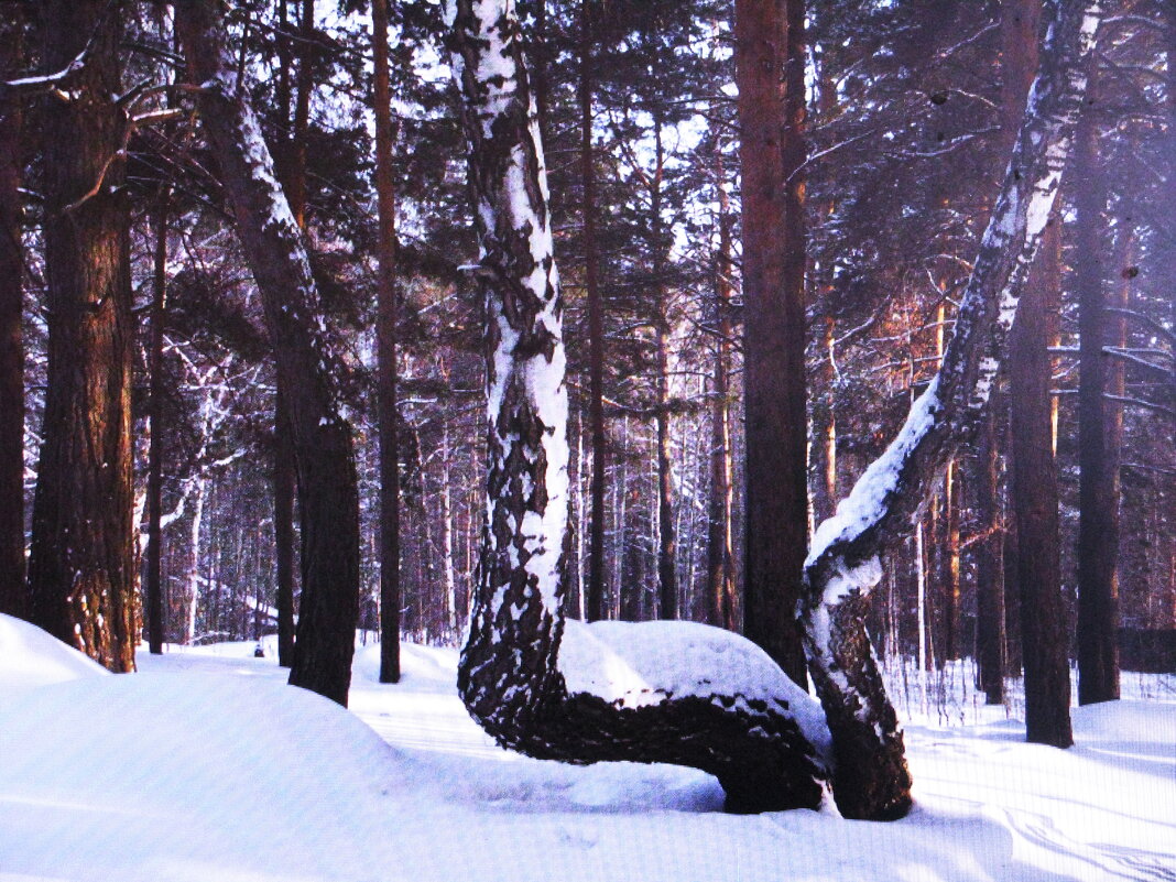 В лесу - Людмила Смородинская