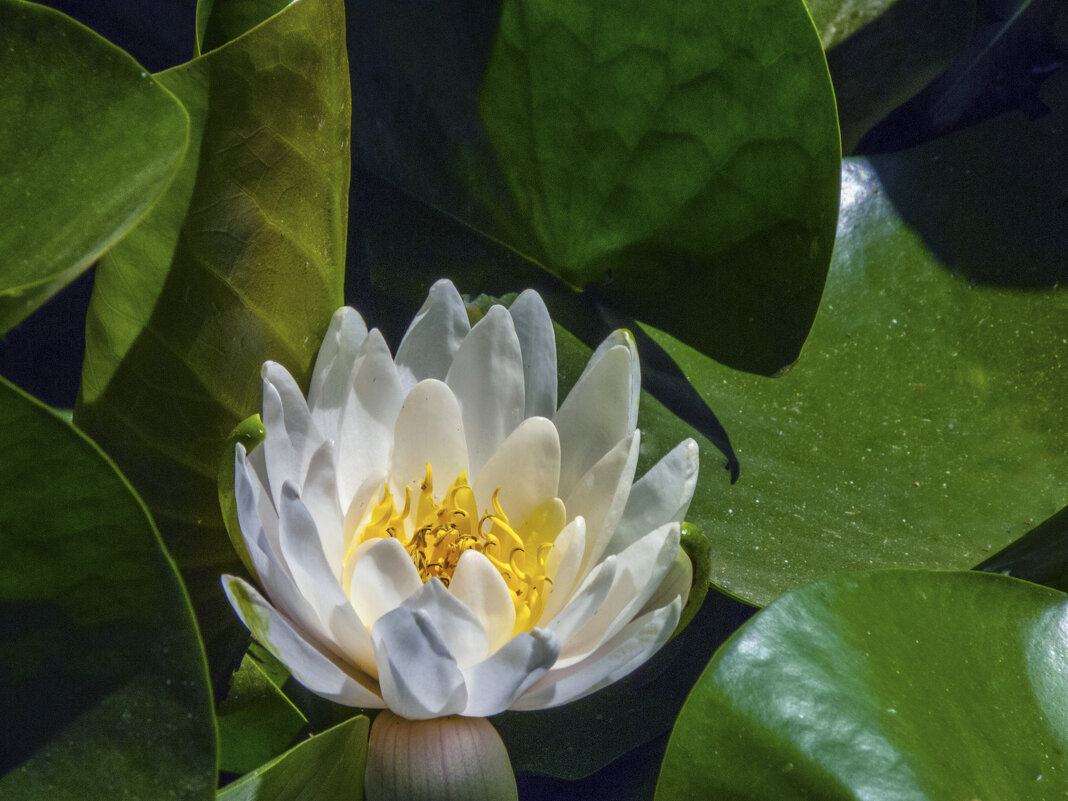 Белоснежная  лилия - Валентин Семчишин