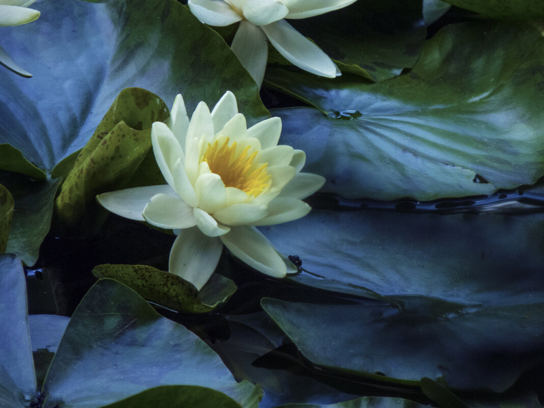 Белая  лилия - Валентин Семчишин