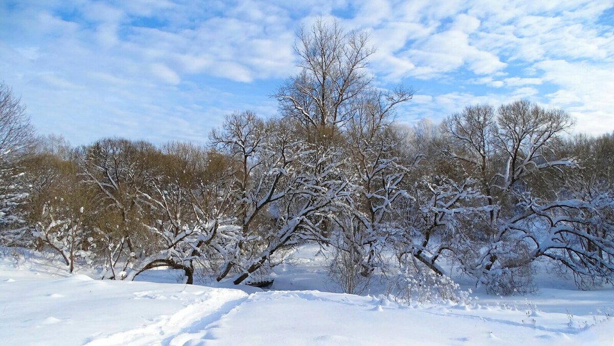 Зимний парк. - Милешкин Владимир Алексеевич 