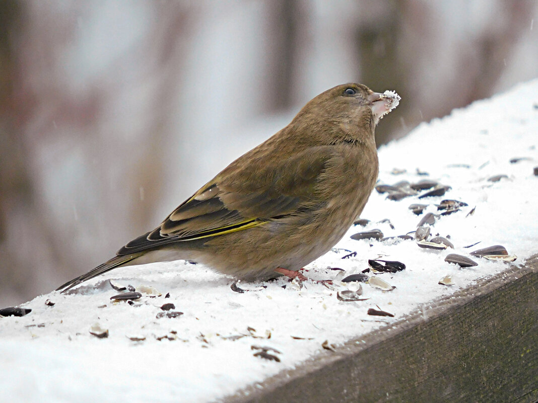 Зеленушка - Лина 