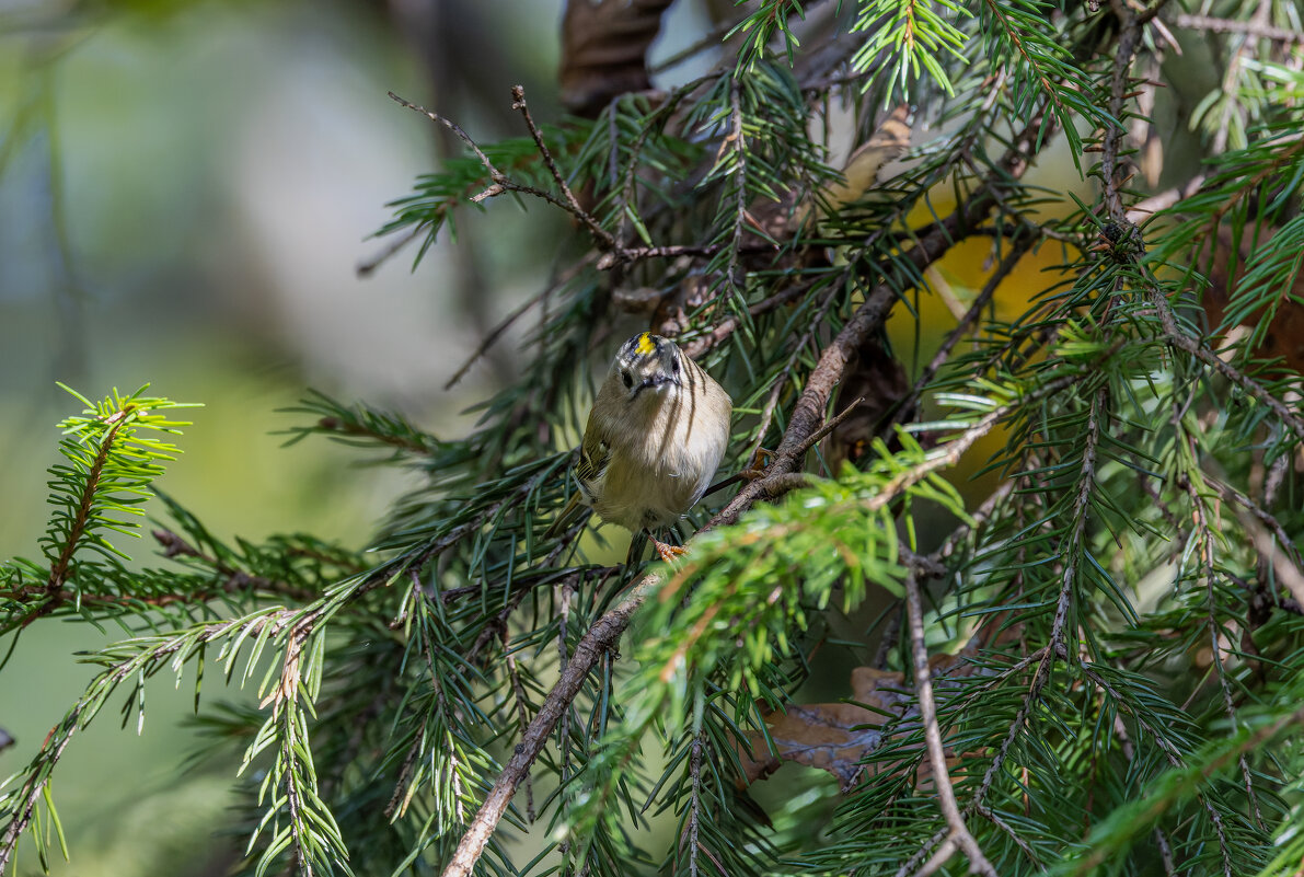 желтоголовый королек. - юрий макаров
