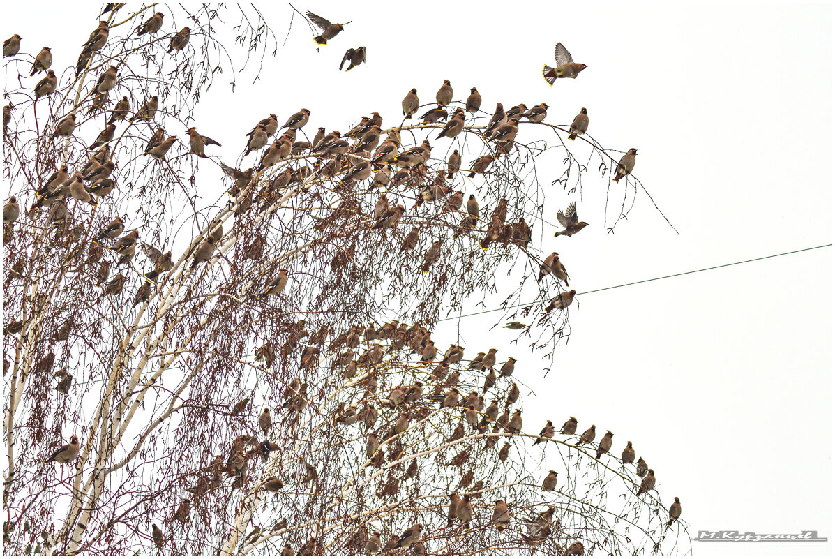 Огромная стая свиристелей. - Михаил. 