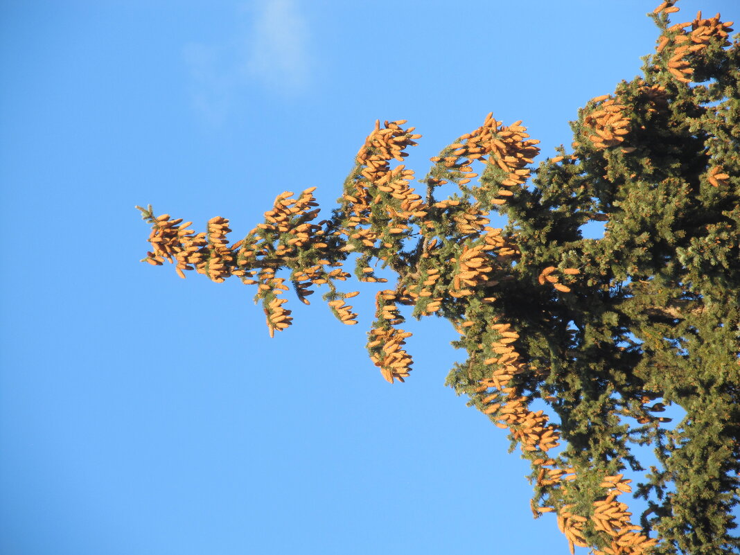 урожай - Елена Шаламова