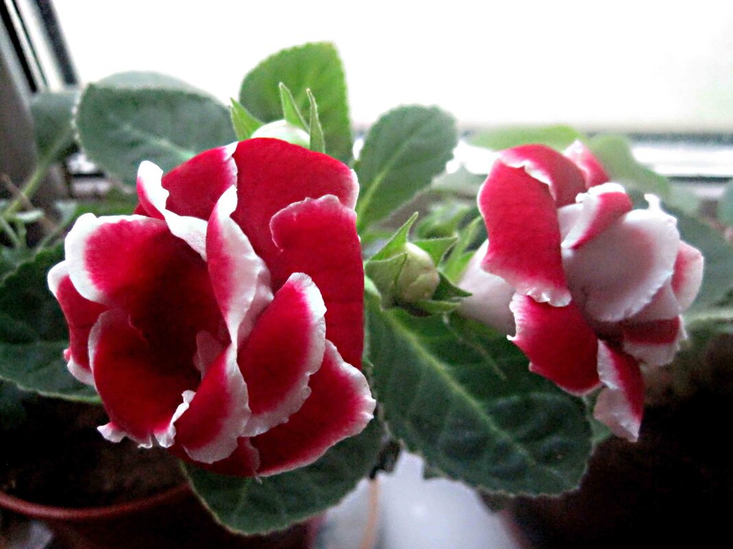 Глоксинии - Елена Семигина