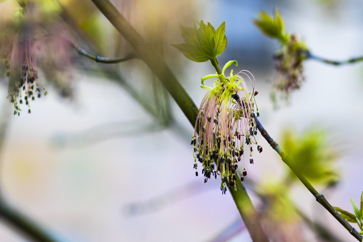 Весна не за гограми 5 - Николай 