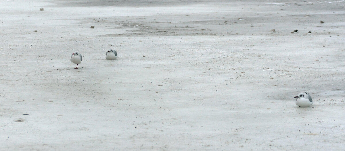 Чайки поджимают лапки. - Константин Белоногов