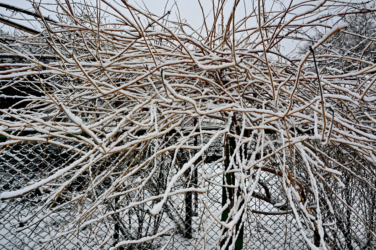 Опять выпал снег... - Николай Саржанов Опять выпал снег... - Николай Саржанов