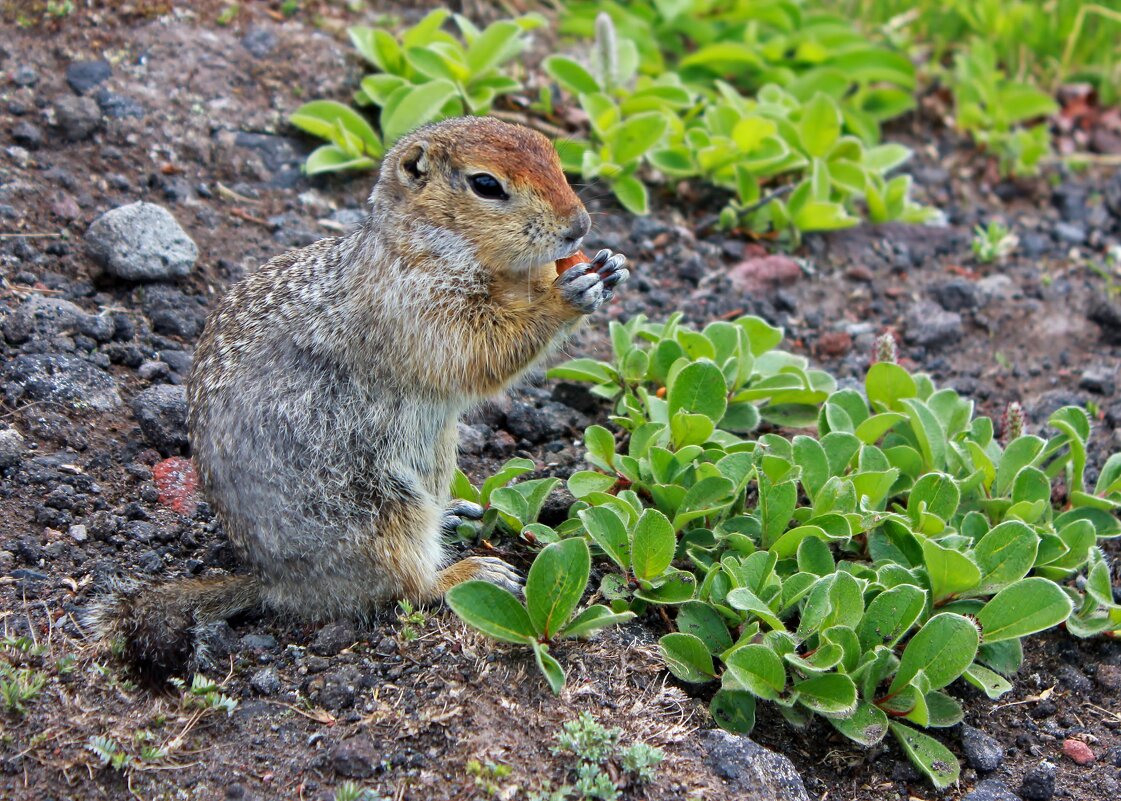 Евражка - Владимир Соколов (svladmir)