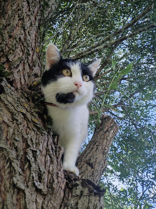 Дачная камера - Лидия Меркулова