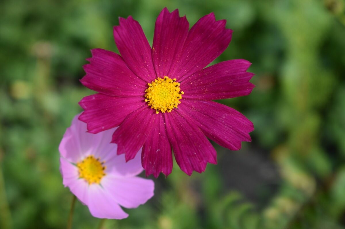 Космея - Дарья Шуклина