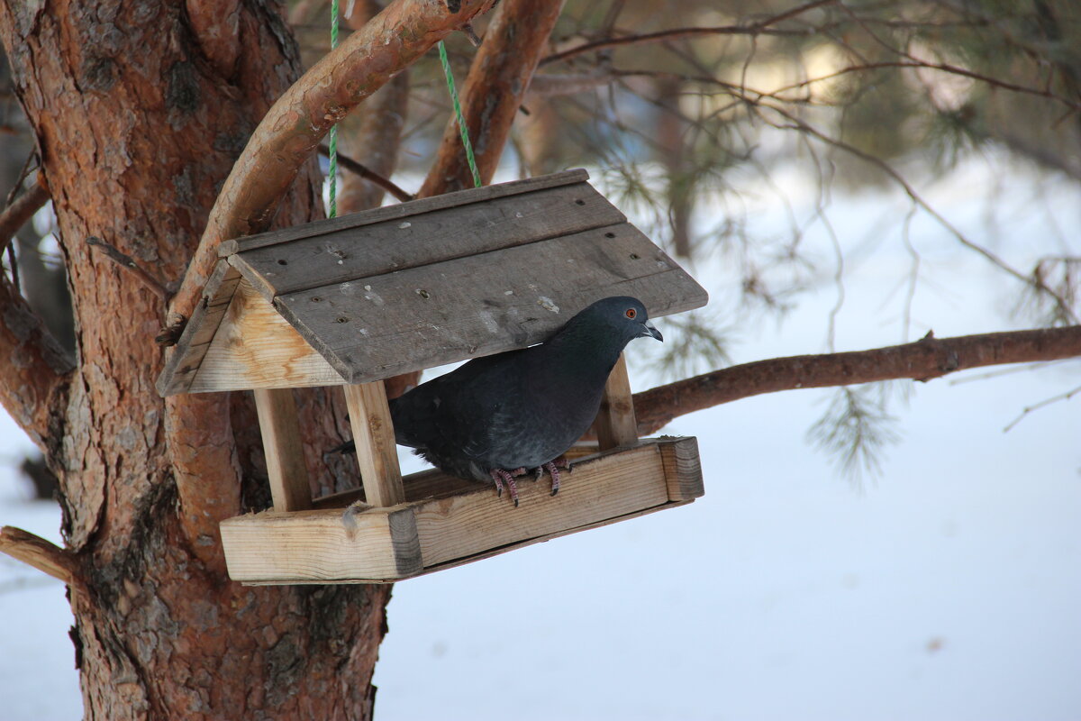 Мой город - Венера Чуйкова