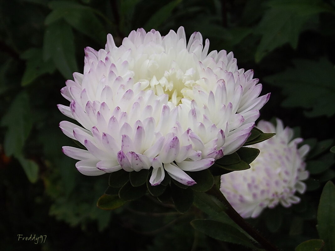 Астры - Freddy 97