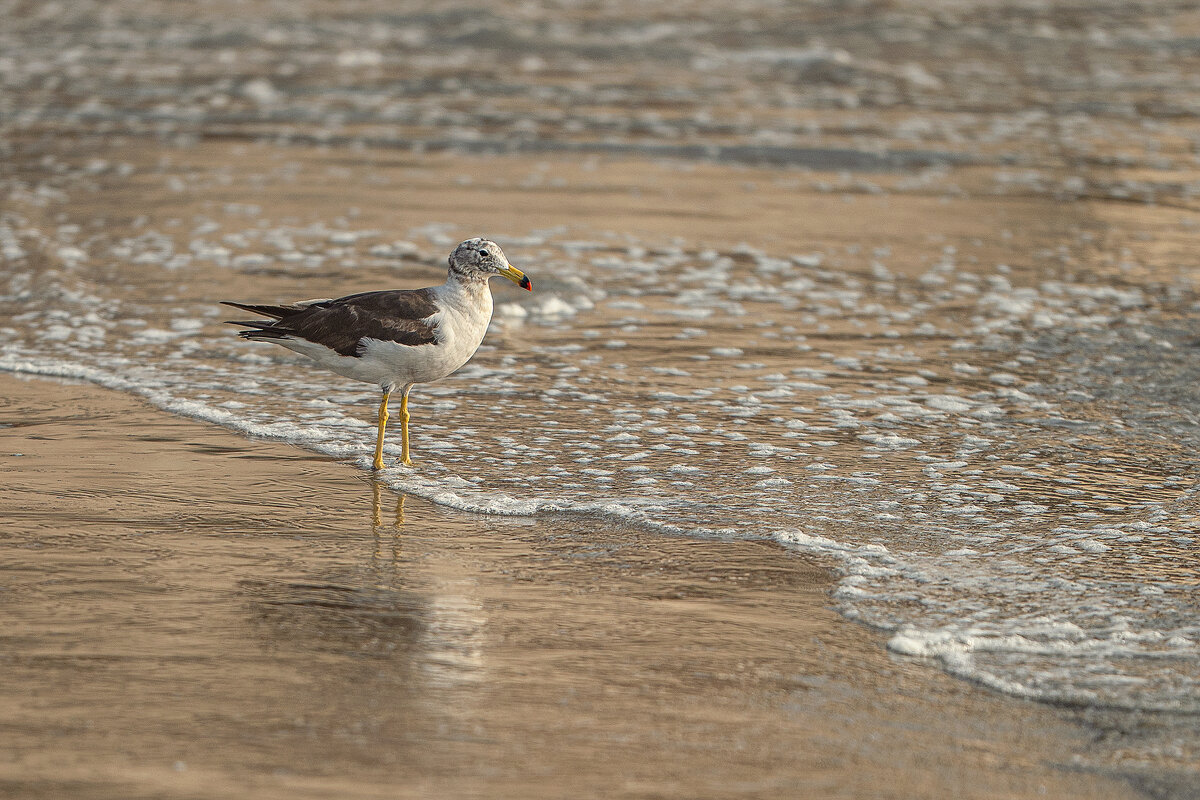 Перуанская авифауна в кадре - Svetlana Galvez