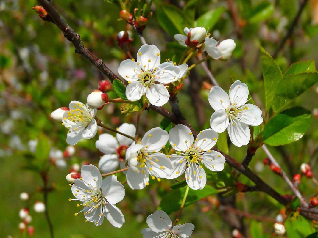 Цветение вишни.. - Наталья ***