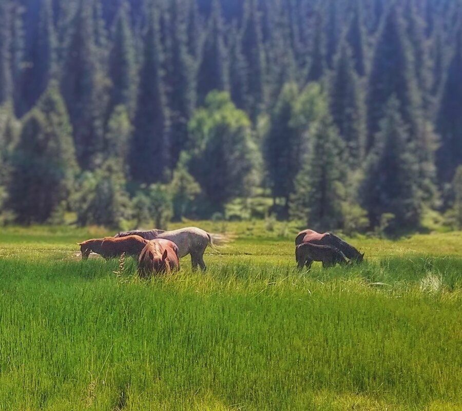 Лошадиный рай - Орынбек 