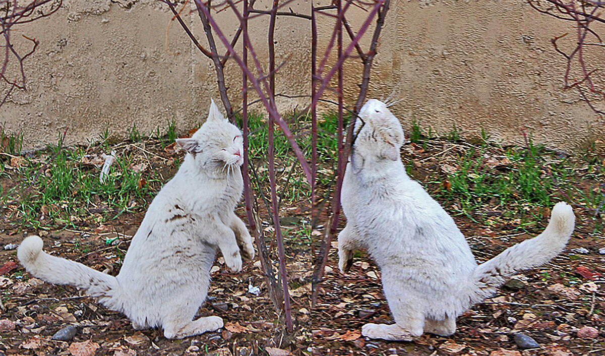 Ах, как чешется голова, как голова чешИтся! - Светлана 