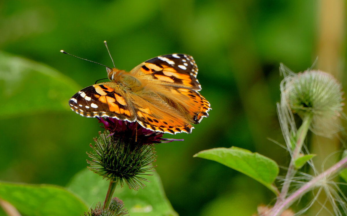 опять про бабочек...423 - Александр Прокудин