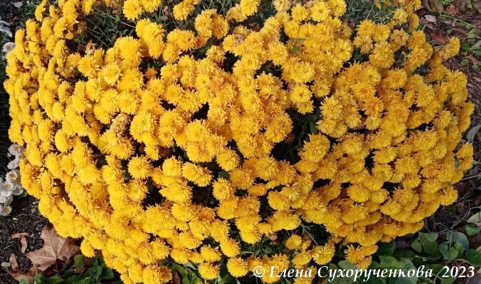 Шаровидная хризантема - Елена Сухорученкова