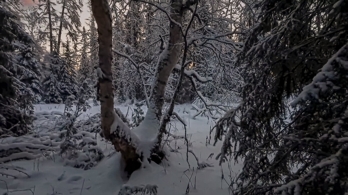 Тайга зимой - Aleksey Afonin